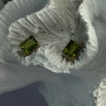 Pretty 925 Sterling Silver Peridot Stud Earrings Length 0.30 Inch