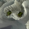 Pretty 925 Sterling Silver Peridot Stud Earrings Length 0.30 Inch