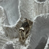 925 Sterling Silver Kamasutra Ring Size 7