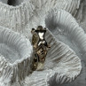 925 Sterling Silver Kamasutra Ring Size 6