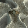 Kabana 925 Sterling Silver Blue Topaz Ring Size 9