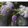 925 Sterling Silver Sodalite Ring Size 6.5