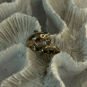 925 Sterling Silver Dolphin Ring Size 8