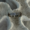 Custom 925 Sterling Silver Agate Ring Size 8