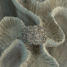 Beautiful 925 Sterling Silver CZ Ring Size 8