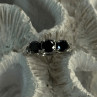 10K White Gold Sapphire & Diamond Ring Size 7.5