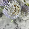 14K Yellow Gold Diamonds Earrings