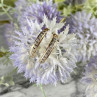 14K Yellow Gold Diamonds Earrings