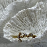 925 Sterling Silver Gold Plated Diamonds Ring Size 9