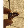 925 STERLING SILVER GOLD PLATED MORGANITE & AMETHYST RING SIZE 6