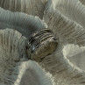 925 Sterling Silver Ring Size 7 (adjustable)