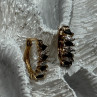 925 Sterling Silver Gold Plated Sapphire Earrings Length 0.8 Inch