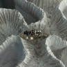 925 Sterling Silver White Spinel Flowers Ring Size 7