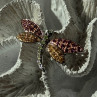 925 Sterling Silver Dragonfly Spinel Brooch