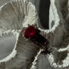 925 Sterling Silver Ruby & Beryl Flower Ring Size 7