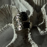 Elegant Design 925 Sterling Silver Ring Sizable