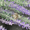 10K Yellow Gold Diamonds Ring Size 7.5