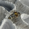 925 Sterling Silver Citrine Ring Size 7