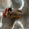 925 Sterling Silver Carnelian & Garnet Ring Size 7