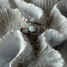 Adjustable 925 Sterling Silver Opal & Beryl Ring