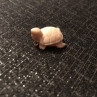 Bone pendant “Turtle”