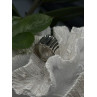 Beautiful Design 925 Sterling Silver Ring Size 8