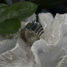 Beautiful Design 925 Sterling Silver Ring Size 8