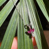 14K White Gold Pendant Necklace Ruby & Diamond