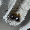 14K Yellow Gold Pearl Earrings