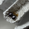 14K Yellow Gold Pearl Earrings