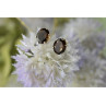 925 Sterling Silver Hessonite Stud Earrings